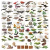 Simulated small animal model toy growth life cycle frog turtle chicken Montessori kindergarten teaching aids 1