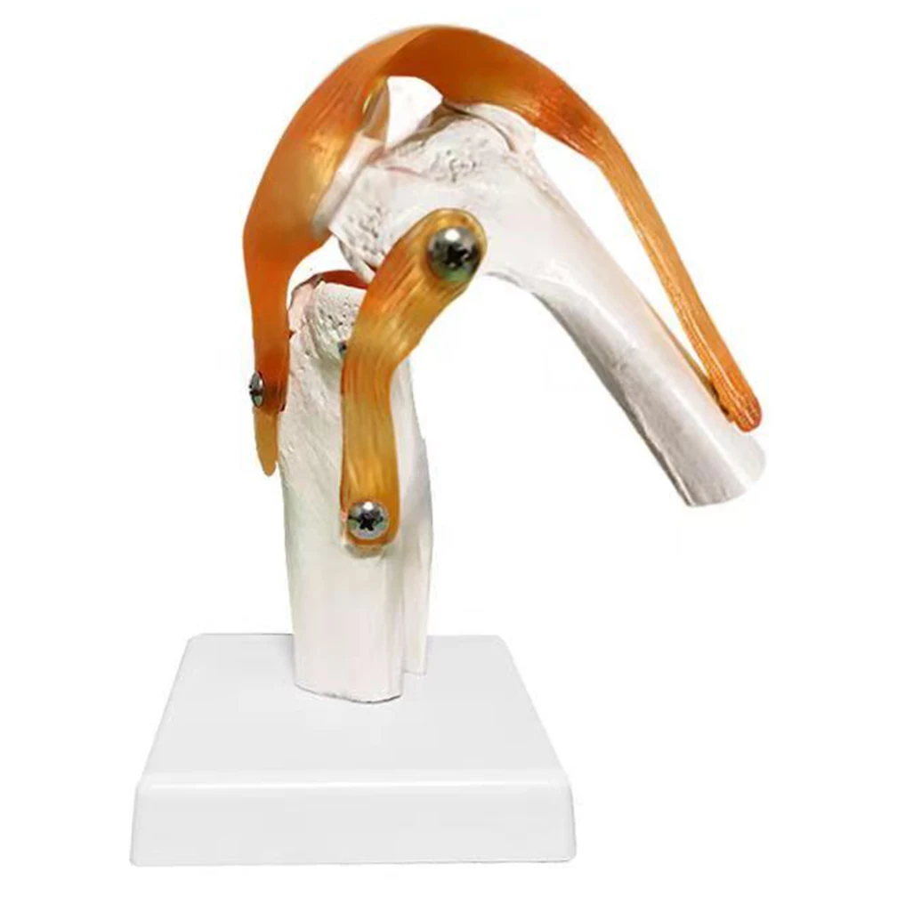 1:1 Lifesize Adults Human Knee Joint Anatomy Model Medical Science Teaching Resources Anatomia Humana Supplies anatomical models