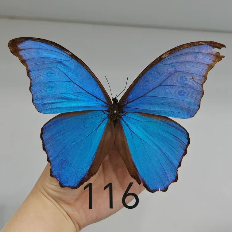Morpho Didius Real Butterfly Specimens Original Butterfly Wings Spread Out  Animal Specimens Valentine's Day Gift Home Decor 5