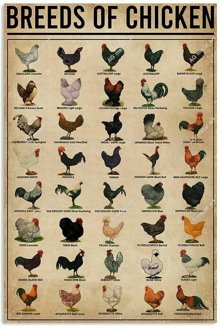 

Breeds of Chickens Poster Wall Art Home Decor Vintage Metal Tin Signs Coffee Shop Plate Iron Painting Warn Retro Novelty Funny