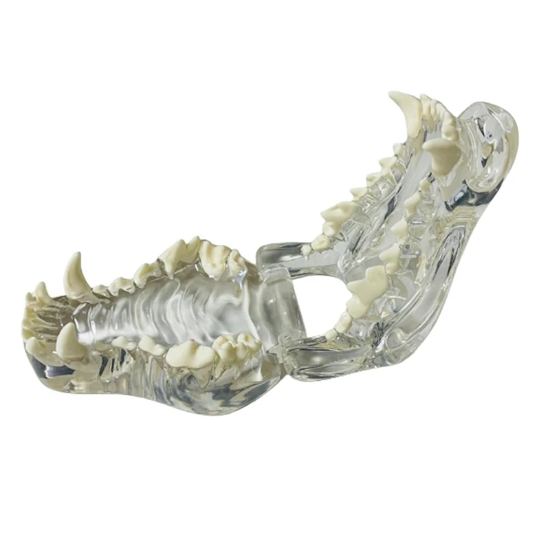 

Transparent Canine Teeth Anatomical Model Animals Oral Tooth Jaw For Veterinary Educational Tool