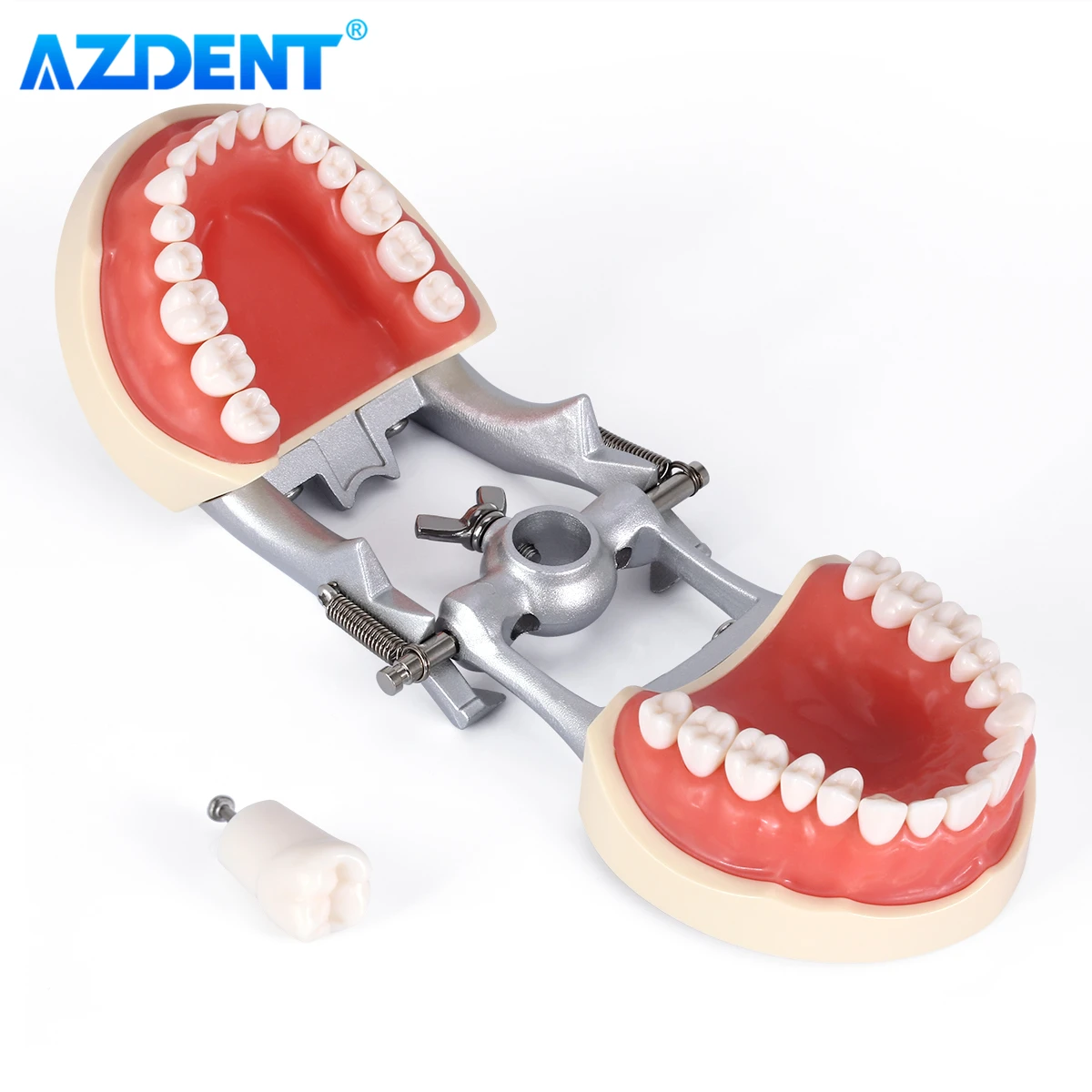 AZDENT 치과 치아 모델, 탈부착 치아 표준 연구, 교육 타이포돈트 데모 모델, 치과 클리닉 치과의사, 32 개