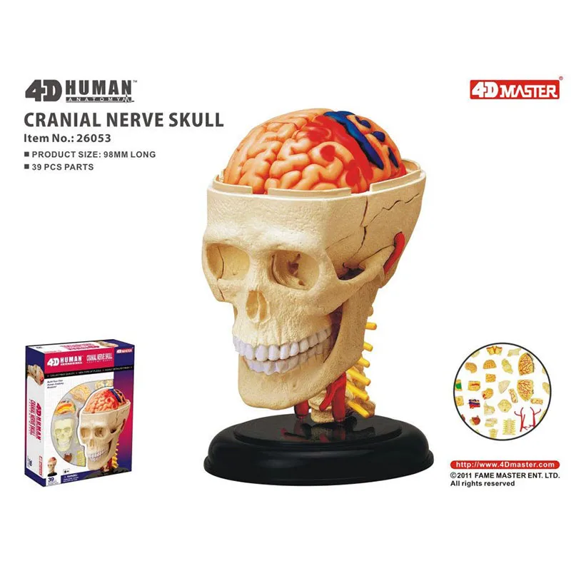 4D Master Human Anatomical Models DIY Body Anatomy Educational Tool Brain Heart Skeleton Ear Torso Hand Nose Knee Joint Eye