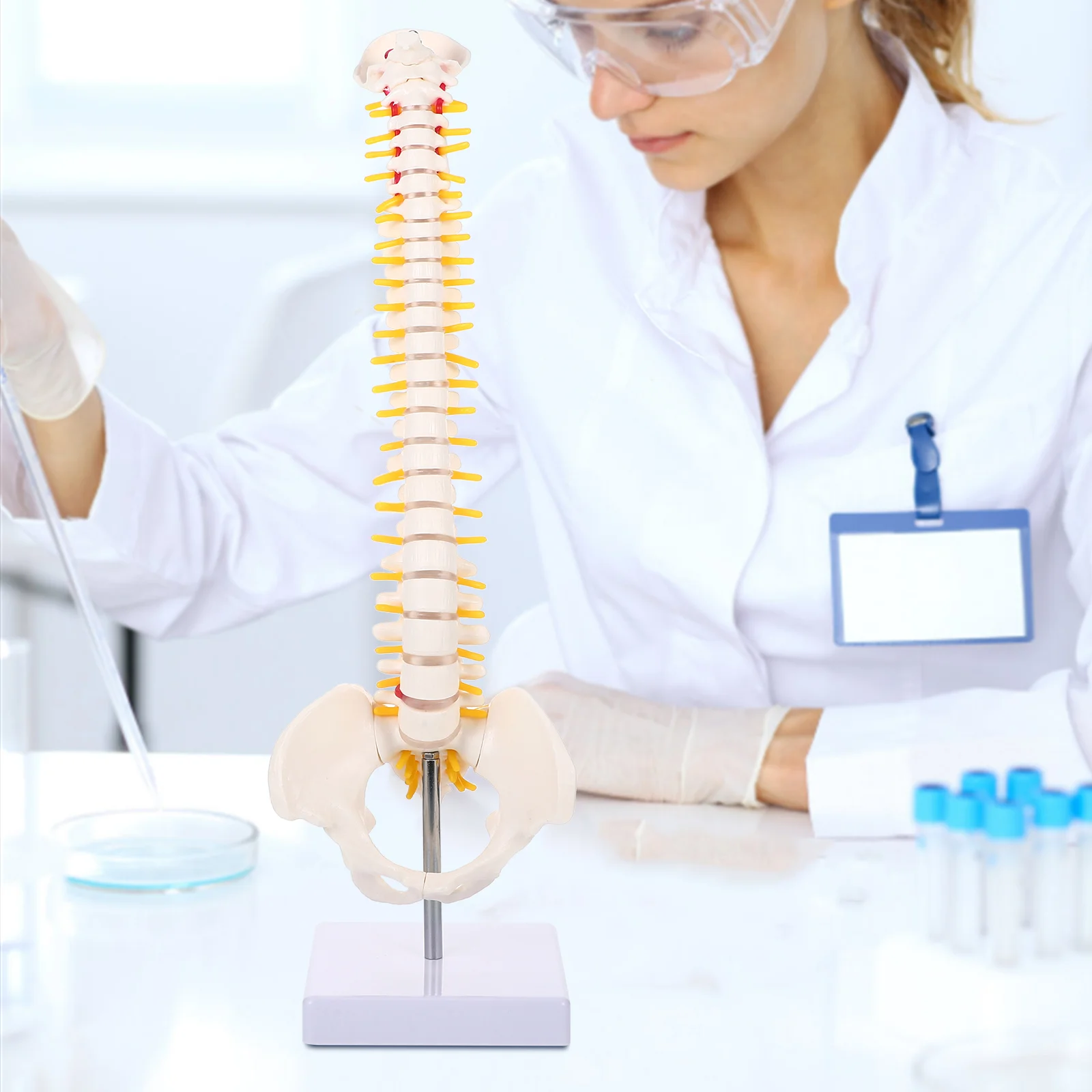 Pvc Spine Model For Practice Anatomy Education Vertebral Column Replica With Nerve Roots Spinal Arteries Intervertebral Discs