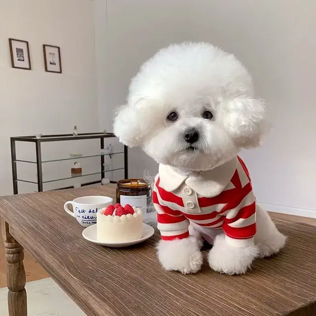 Dog Clothes Schnauzer Teddy York Shire Polo Shirt Summer Dress Striped Pet T-Shirt Dog Costume Soft Pullover Suit for Dog Puppy 4