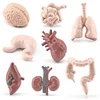 Simulated Human Organ Model Montessori Teaching Aids Children Brain Heart Gastrointestinal Liver Kidney Models Realistic Safe 4