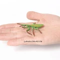 Mini Insects 5