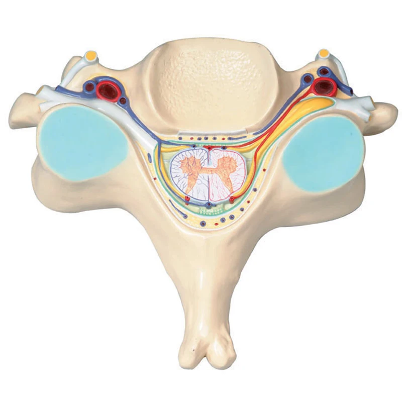 

The Fifth Cervical Vertebra Human Spinal Cord Model Medical Teaching Resources Spinal Cord And Spinal Nerve Teaching Model