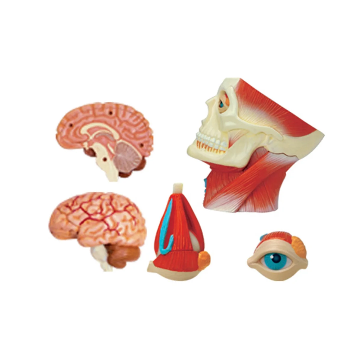 Modelo Médico do Corpo Humano do Tronco Educação Músculos da Cabeça Modelo de Órgãos Nervosos para Estudante Estudo de Ensino Montagem - Imagem 3