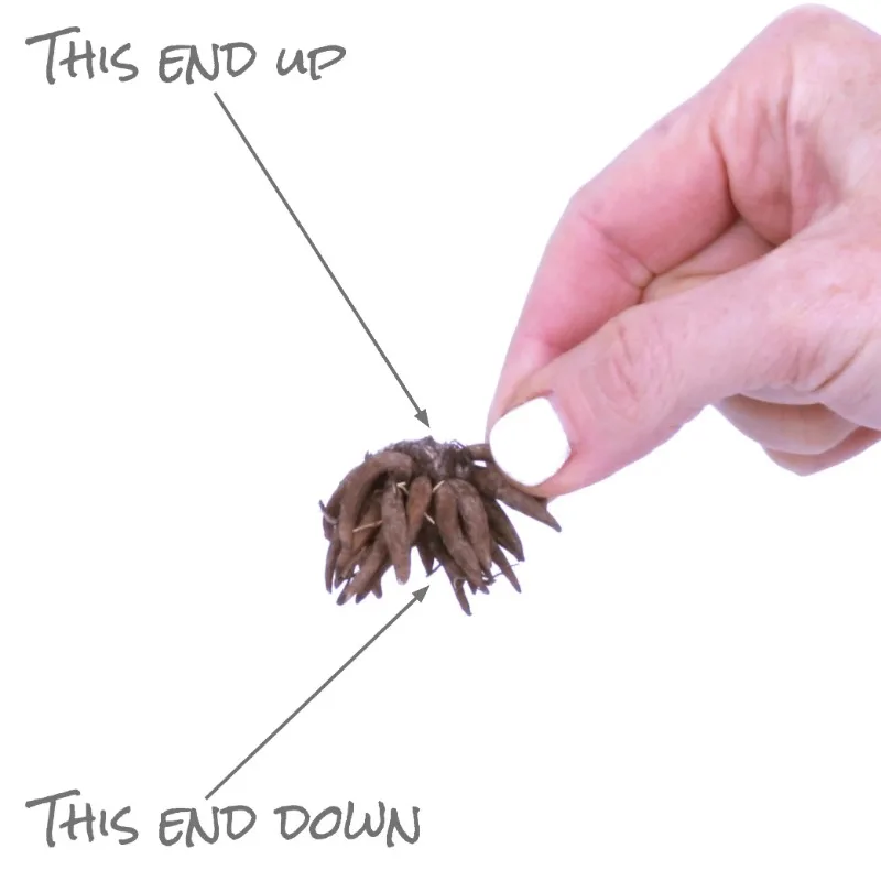 thumb