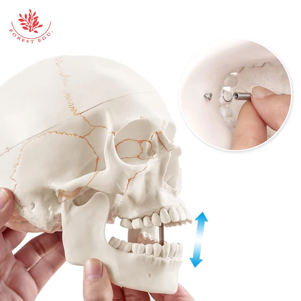Human Skeleton FRT020 Life Size Model Suture Line Signed Medical Science Educational Tools Skull Anatomical Model