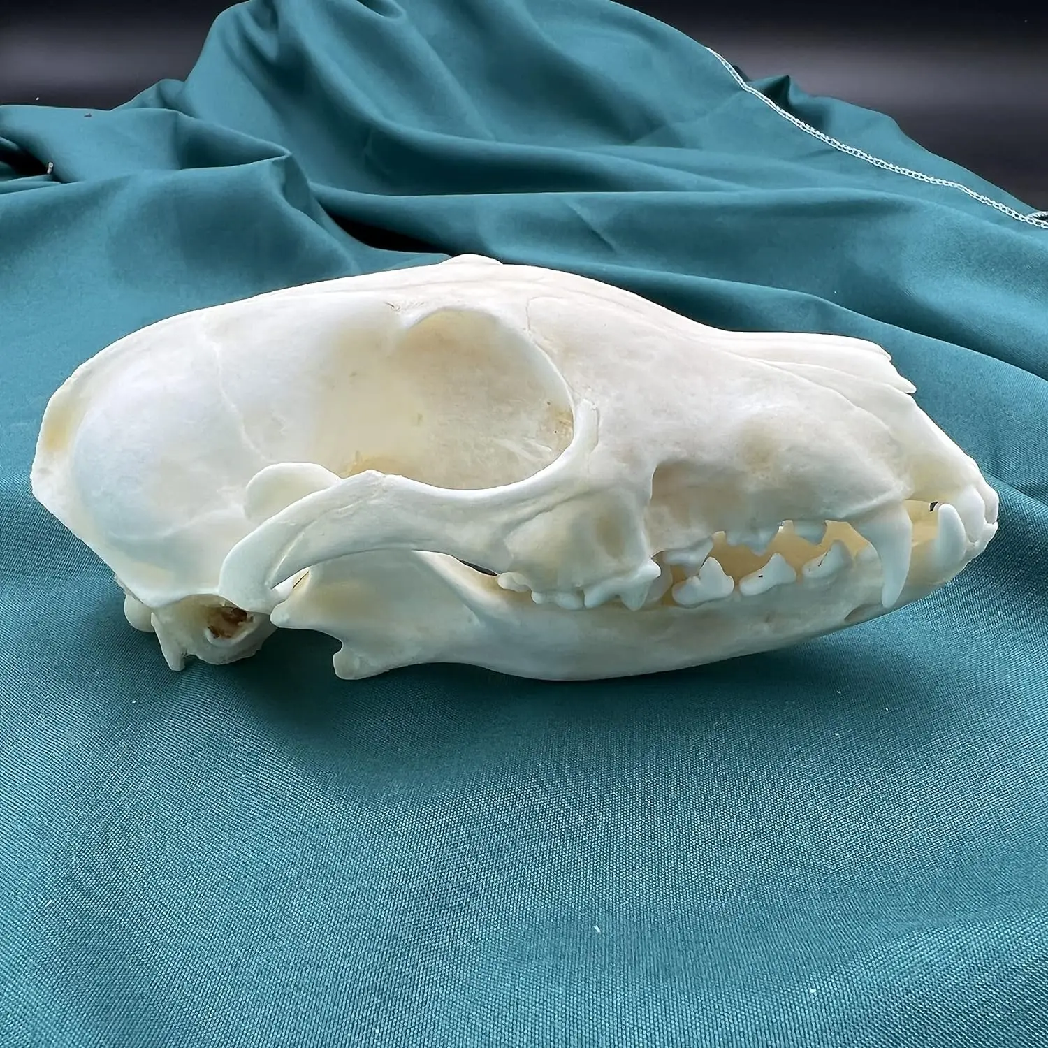 動物　頭骨 標本 61CqqmqDY8L._AC_UF350,