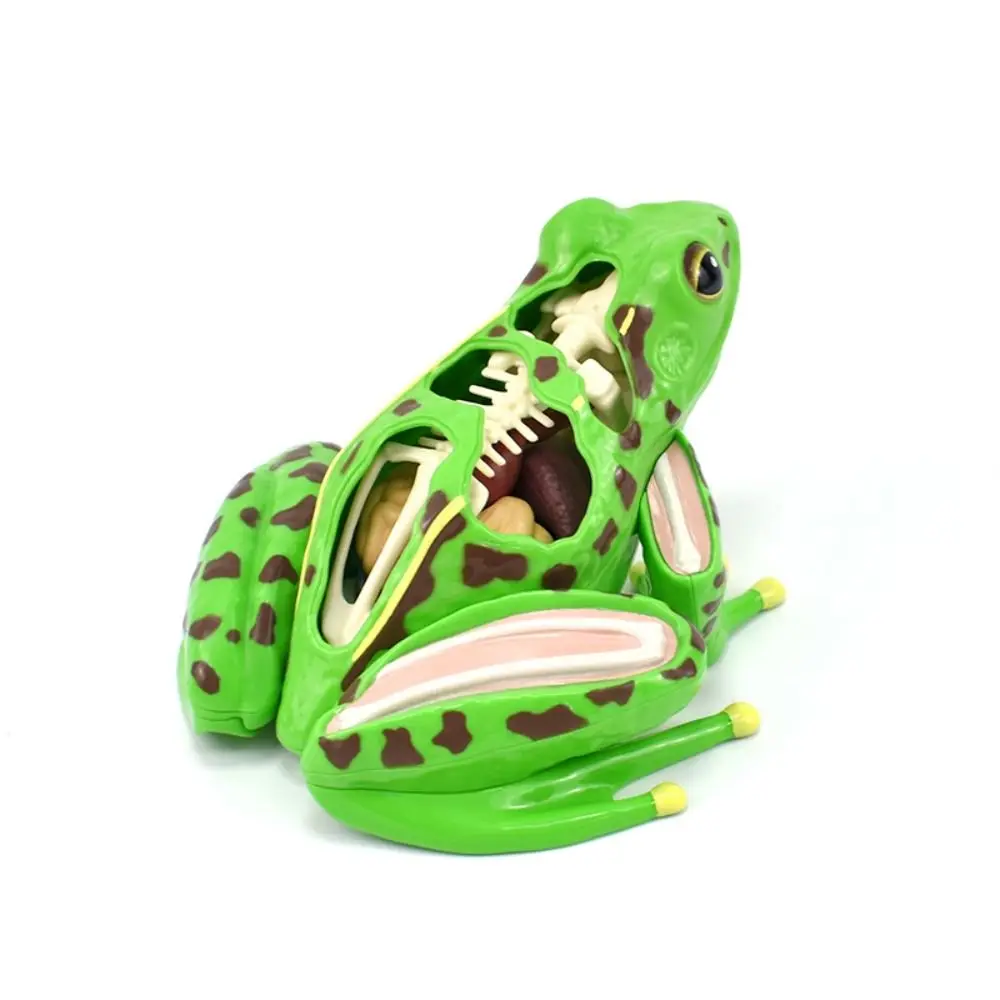 Detachable Frog Anatomy Model Early Learning Frog Organs Biology Education Toy Science Tool Realistic Frog Dissection Model