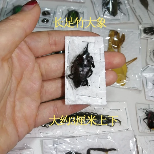 Real Insect Specimen Individually Packed Golden Tortoise Mantis Longhorned Beetle Specimen Stag Teaching Beetle 