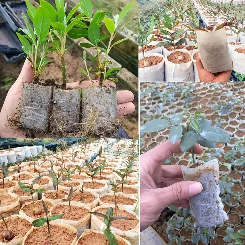 Seedling Nursery Bags 100pcs Nonwoven Fabric Garden Eco-Friendly Ventilate Growing