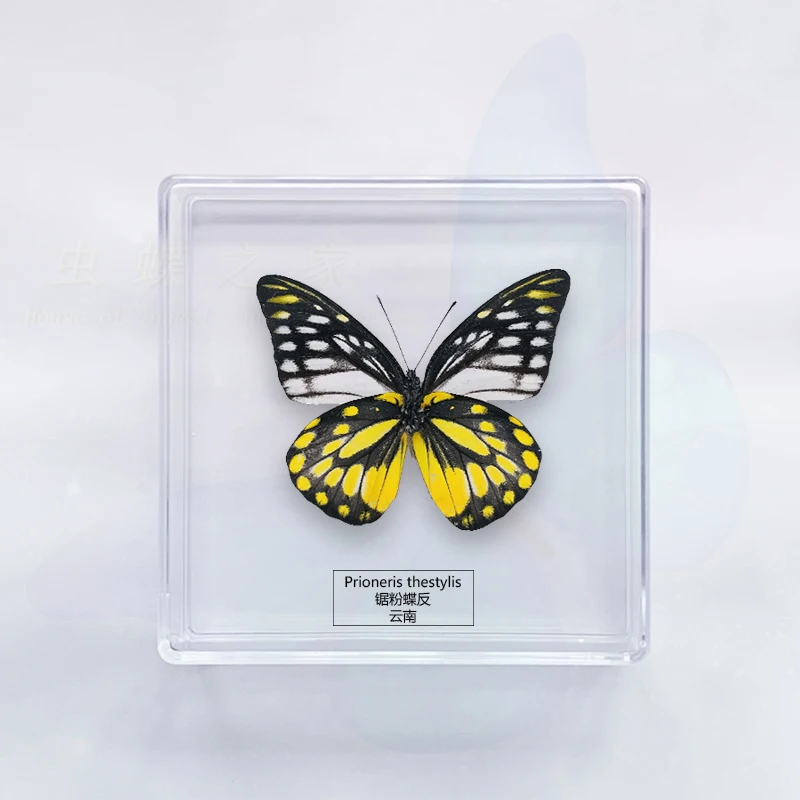Butterfly Specimen Ornaments Photography Student Handcraft Children's Toys Birthday Gift Transparent Box 