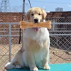 8 Inch Cowhide Bone Non-Toxic Creative Dog Chews Toys Anti-bite Leather Chew Bone Indestructible for Small Medium Large Dog 5