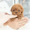 Realistic Plush Simulation Smart Dog Children Toy Can Walking And Call Electric Plush Robot Pet Dog Toddler Christmas Gift 0-7 5