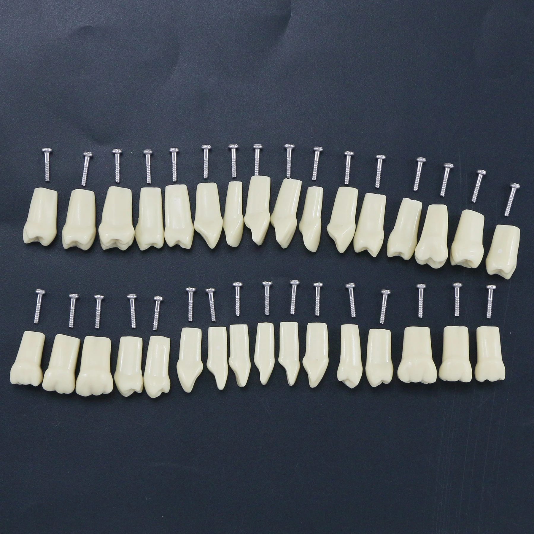 10Pcs Dental Replacement Screw-in Teeth Model Typodont Practice Filling Restoration Fit Frasaco Jaws AG3 Model With 32Pcs Teeth 2