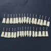 10Pcs Dental Replacement Screw-in Teeth Model Typodont Practice Filling Restoration Fit Frasaco Jaws AG3 Model With 32Pcs Teeth 2