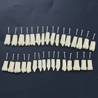 10Pcs Dental Replacement Screw-in Teeth Model Typodont Practice Filling Restoration Fit Frasaco Jaws AG3 Model With 32Pcs Teeth 2