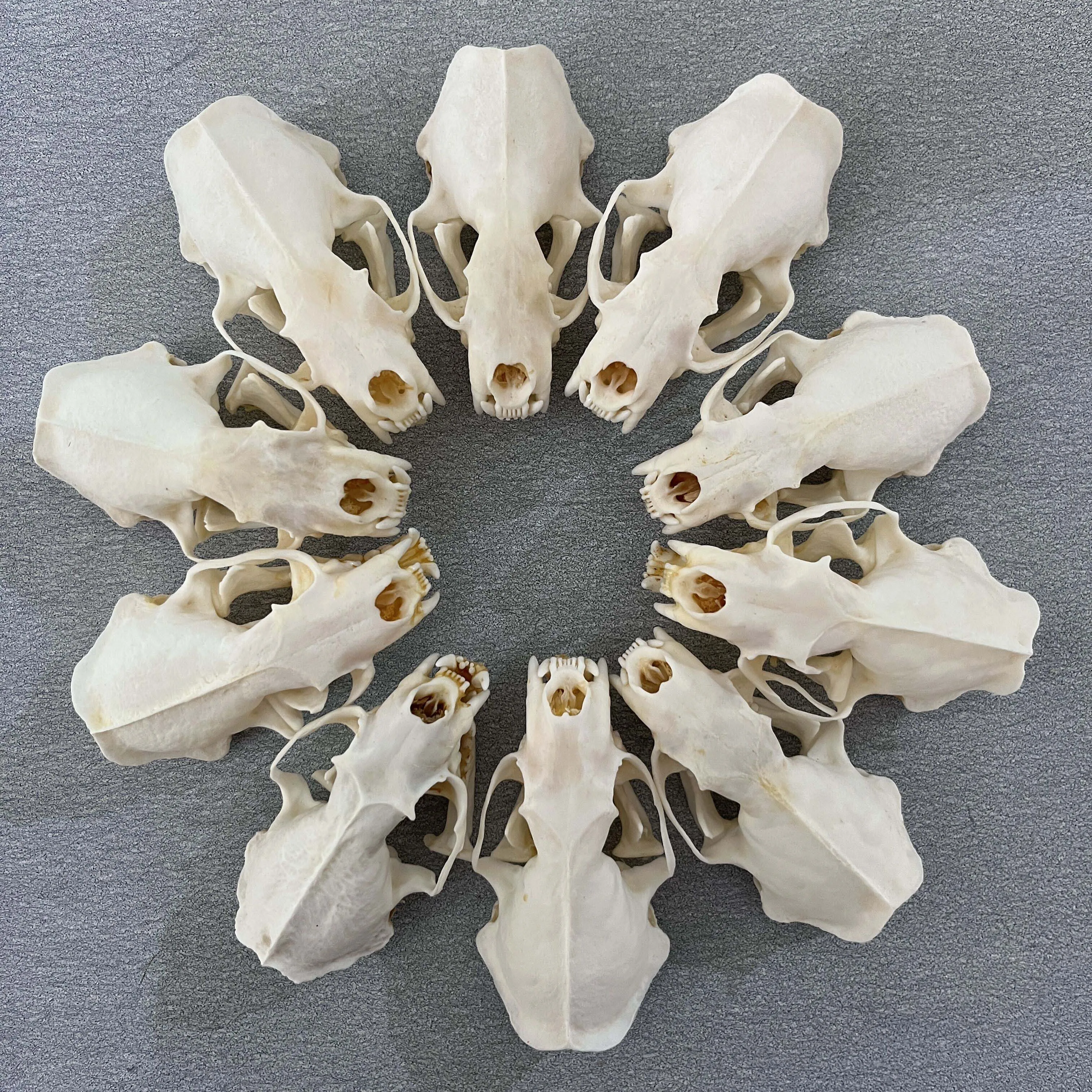 

10pcs Taxidermy Real Bone Mink Skull, Bones Real for Craft, Skull Decoration for Home, Specimen Collectibles Study, Special Gift