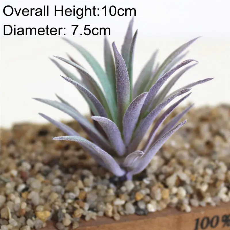 Vibrant Multicolor Flocking Succulent Plants