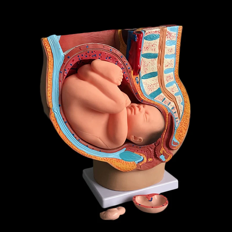 Midwifery-女性のための教育モデル,妊娠中の胎児の発達,9か月の