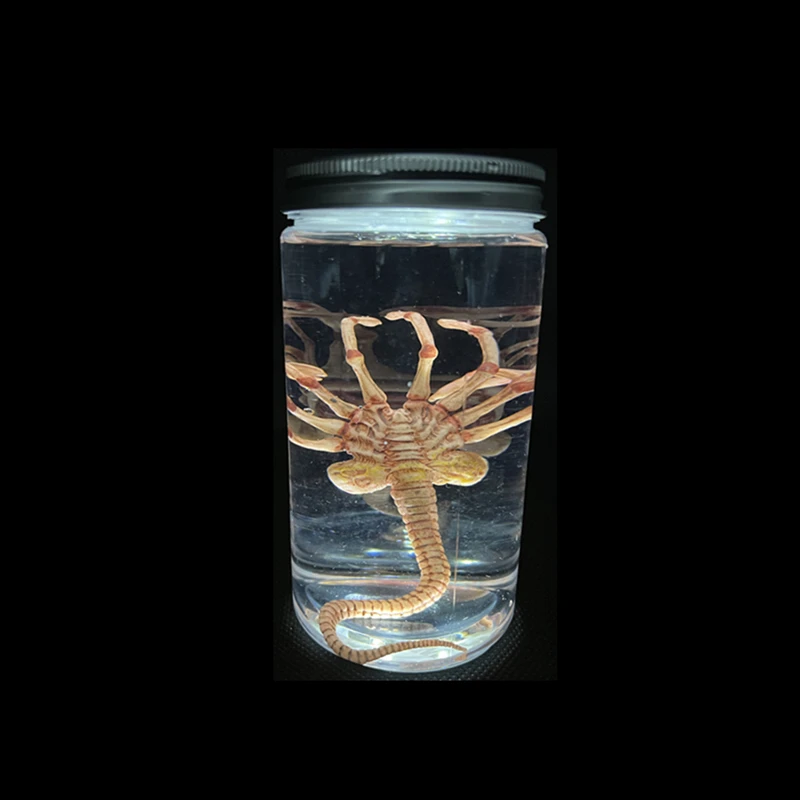 Xenomorph Facehugger Lamp Sale Cheap www.oceanproperty.co.th