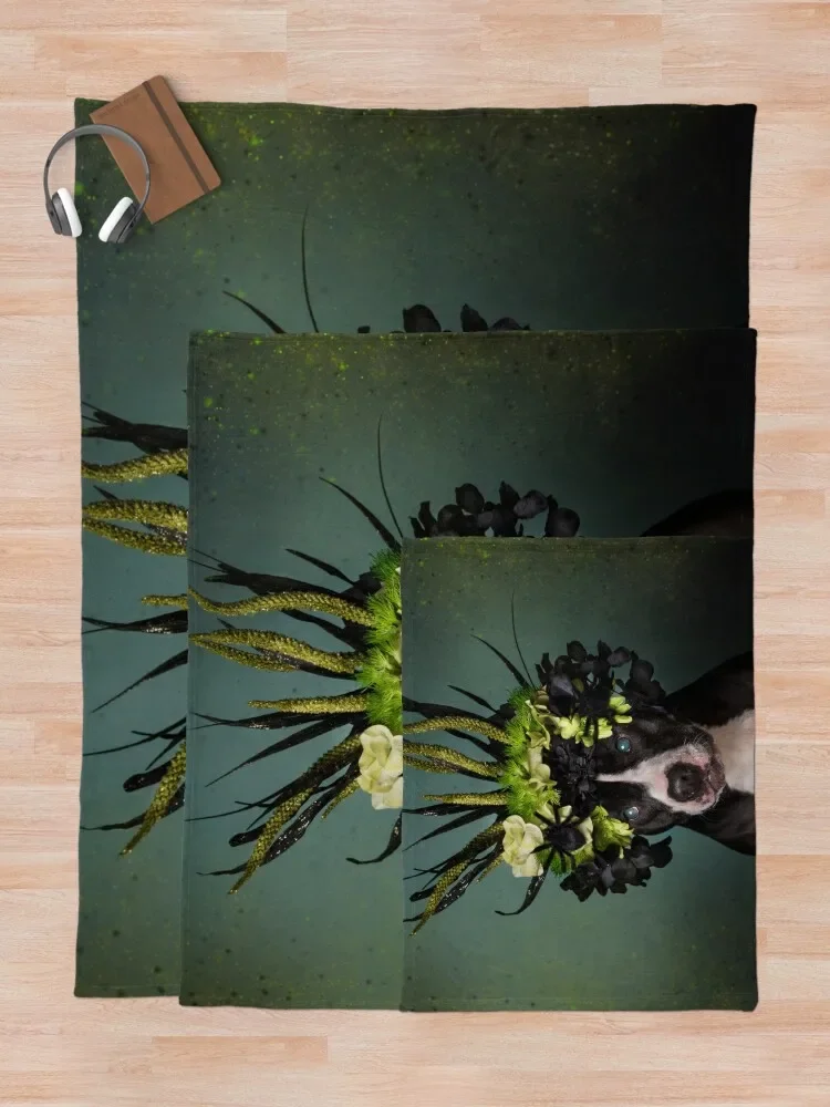 �� ��, Darla ������ ���, ���ſ� ���, ħ�� Ŀ��