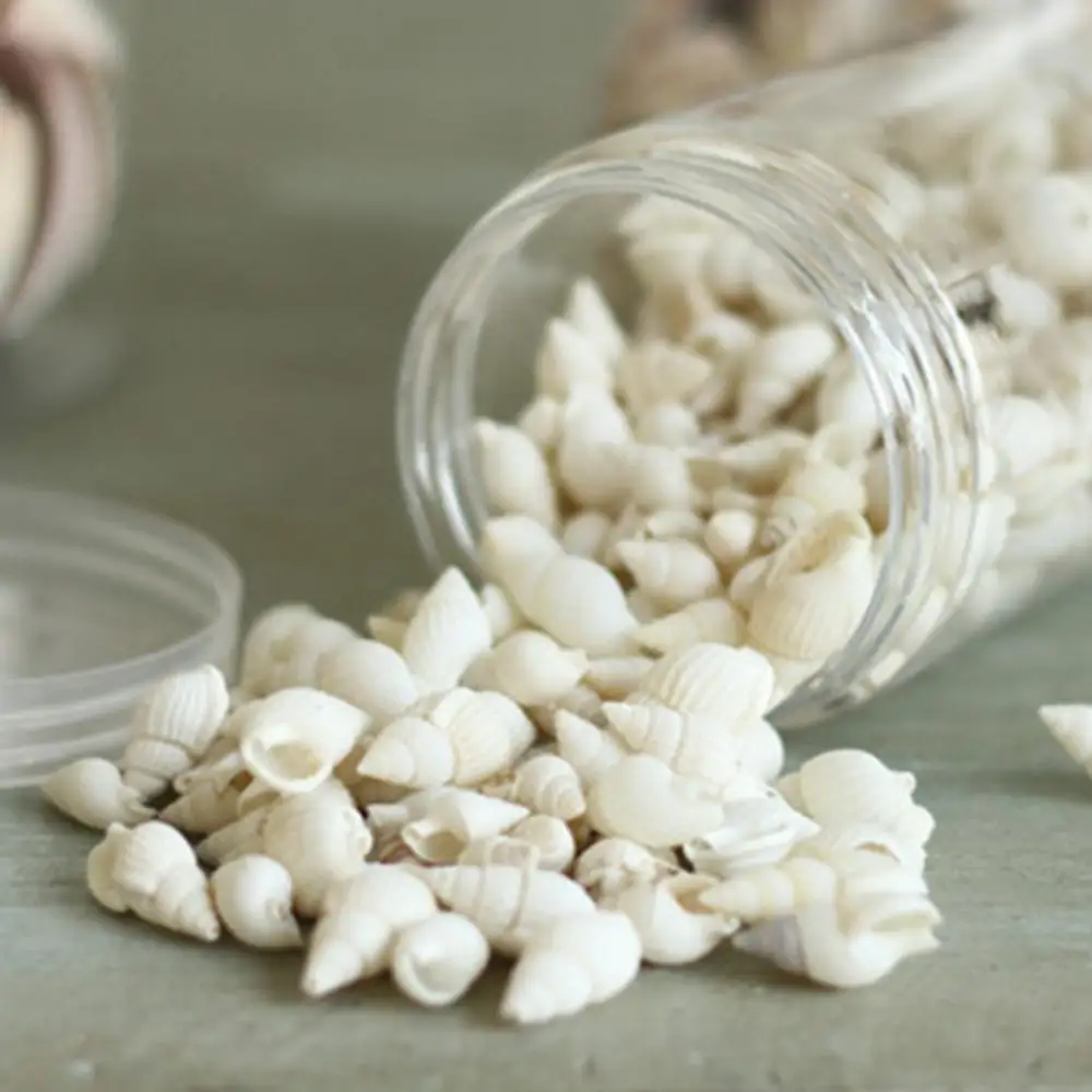Natural Shell Ornaments 100 Pieces Small Real Sea Shell Conches Xmas Gift