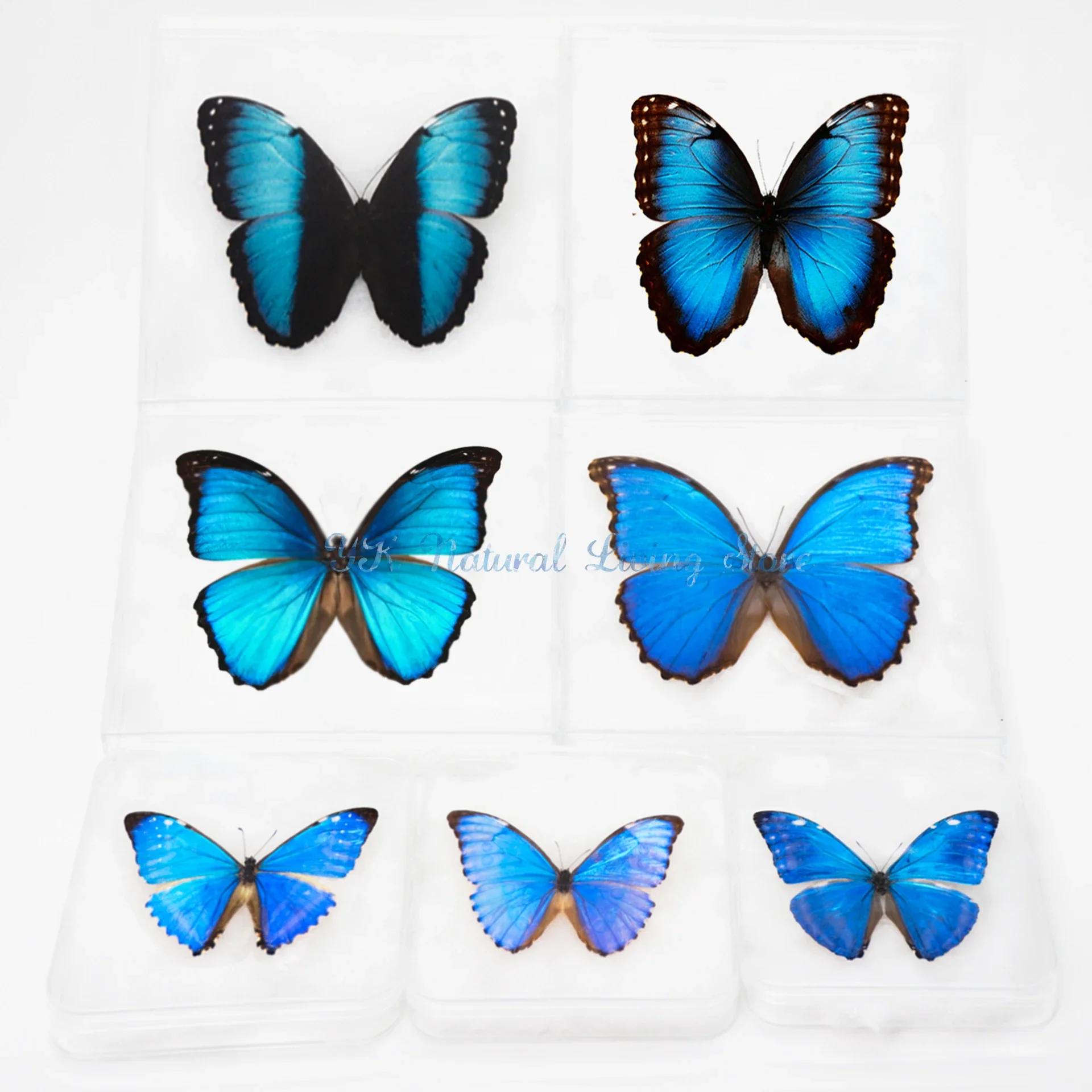 【中古】 Butterflies Zebras ＆ Moonbeams Nucultures thumb_3A94ABFDF5F84CDDB41C1122