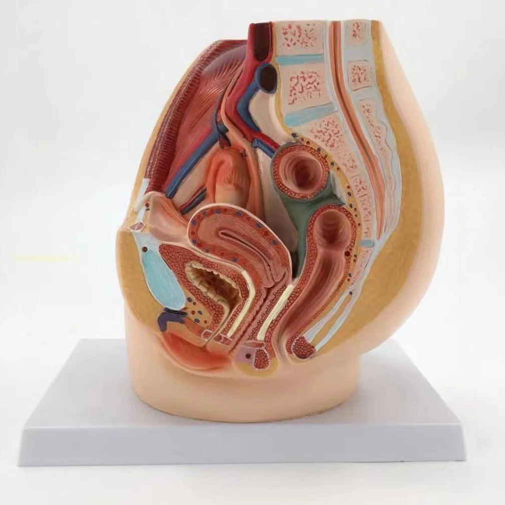 Pelvic Anatomy Section Model 5