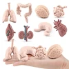 Simulation Human Body Torso Model Biology Brain Heart Liver Stomach Kidney Teaching Tools Learning Educational Toys for Children 1