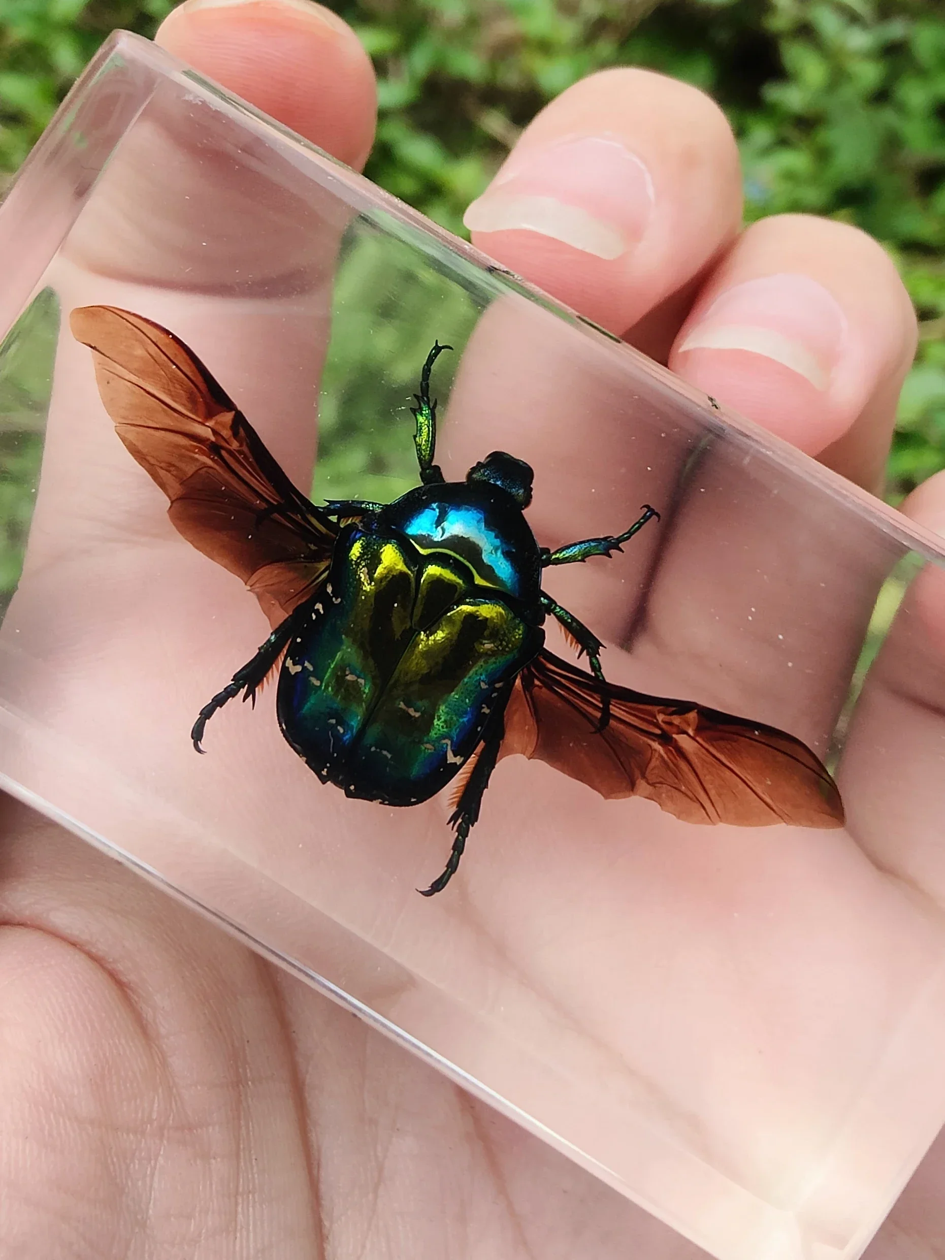 Real Insect Bug Specimen Taxidermia Clear Large Bug Epoxy Resin Spiders Beetles Large Insect Scorpion Specimen Craft Decoration 3