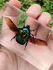 Real Insect Bug Specimen Taxidermia Clear Large Bug Epoxy Resin Spiders Beetles Large Insect Scorpion Specimen Craft Decoration 3