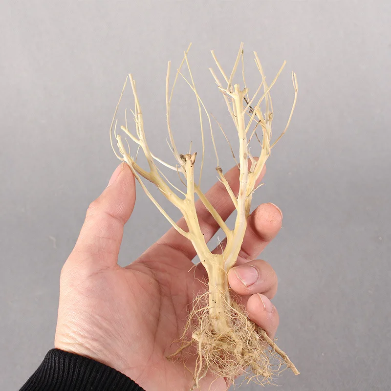 Nature Wood Fish Tank Branch Driftwood Natural Tree Trunk Driftwood Aquarium Plant Aquario Aquarium Decoration Ornaments