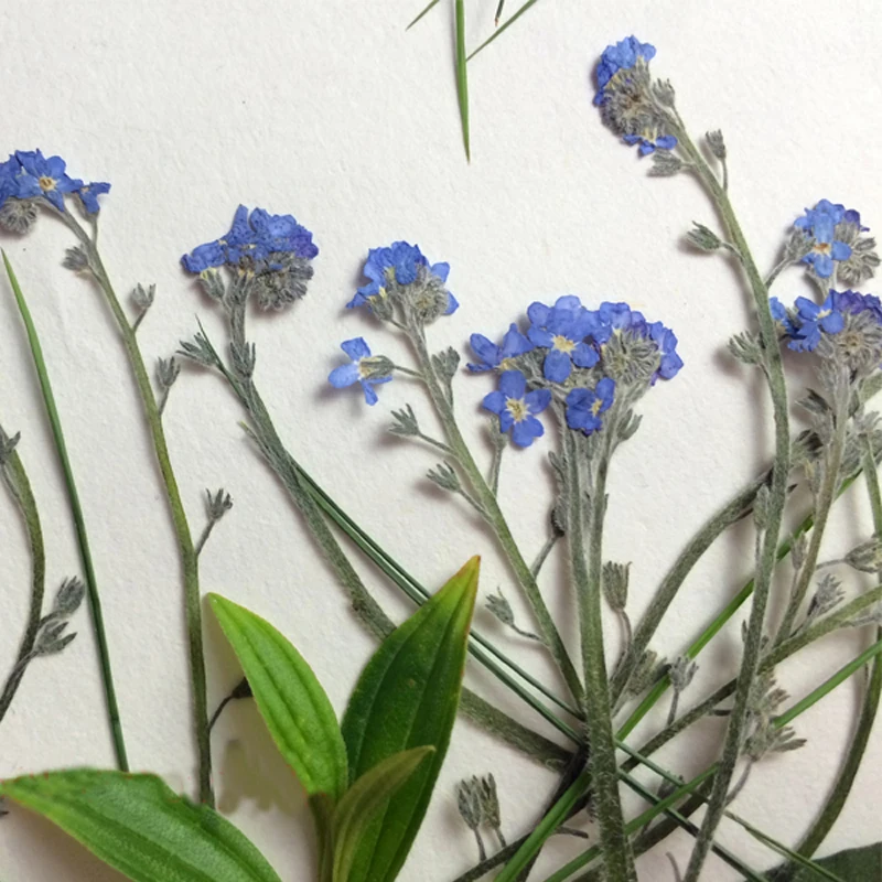 

Do Not Forget Me On Stems For Wedding Decoration Dried Press Flowers 1 lot/10bags(100pcs) Wholesale