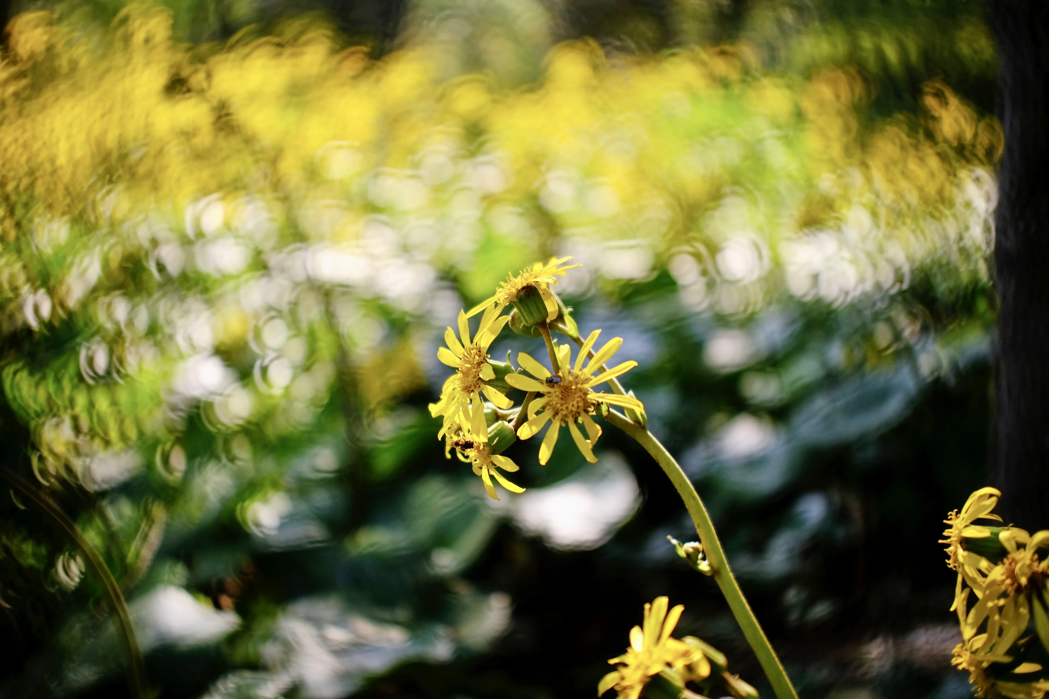 metal swirly bokeh effect filter 43\52mm fixed focus telephoto lens