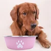 Large capacity stainless steel dog bowl anti-slip anti-rust dog water bowl pet feeder double-layer cat bowl suitable for puppies 2