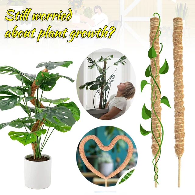 Kókuszdióoszlopok Növényi Hegymászó Rúd Mászó Szőlő Kókuszdió Pálma Diy Újrafelhasználható Bot Tartó Mohás Meghosszabbítás