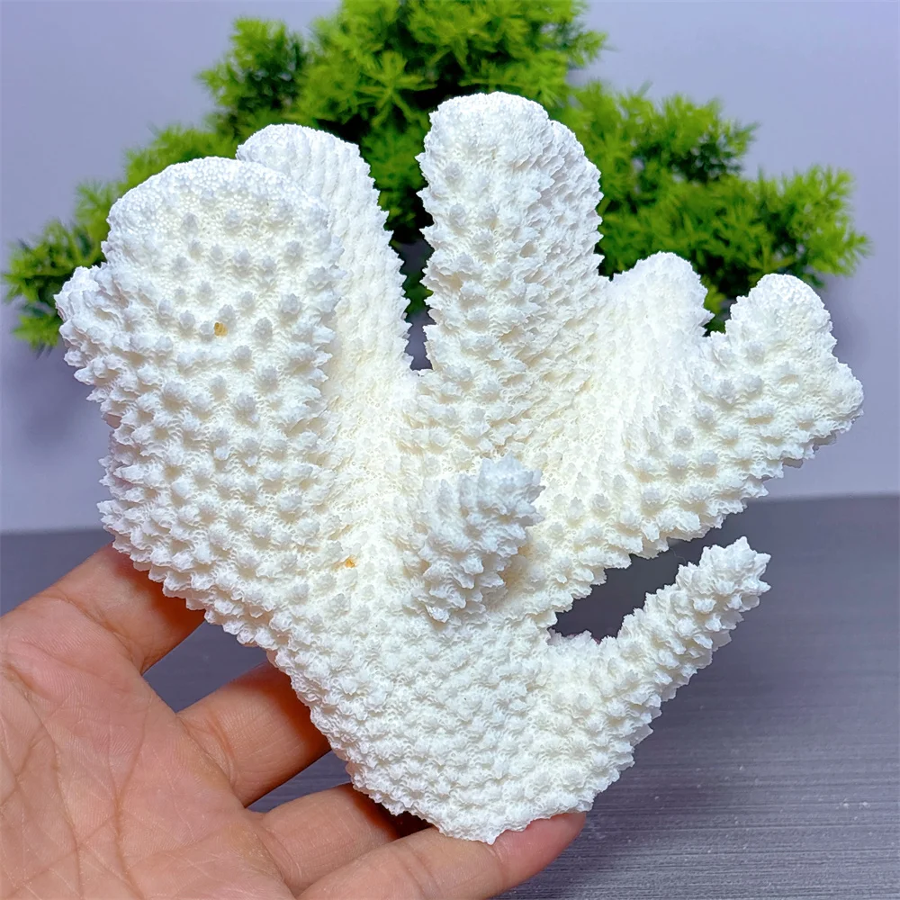 White Coral Specimen Natural Crystal Home Decoration Room