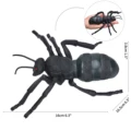 Ant