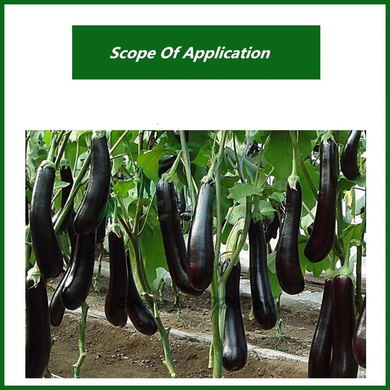 25g Eggplant black bright beautiful water soluble fertilizer Special Fertilizer For Eggplant Vegetable Garden Plant Fertilizer