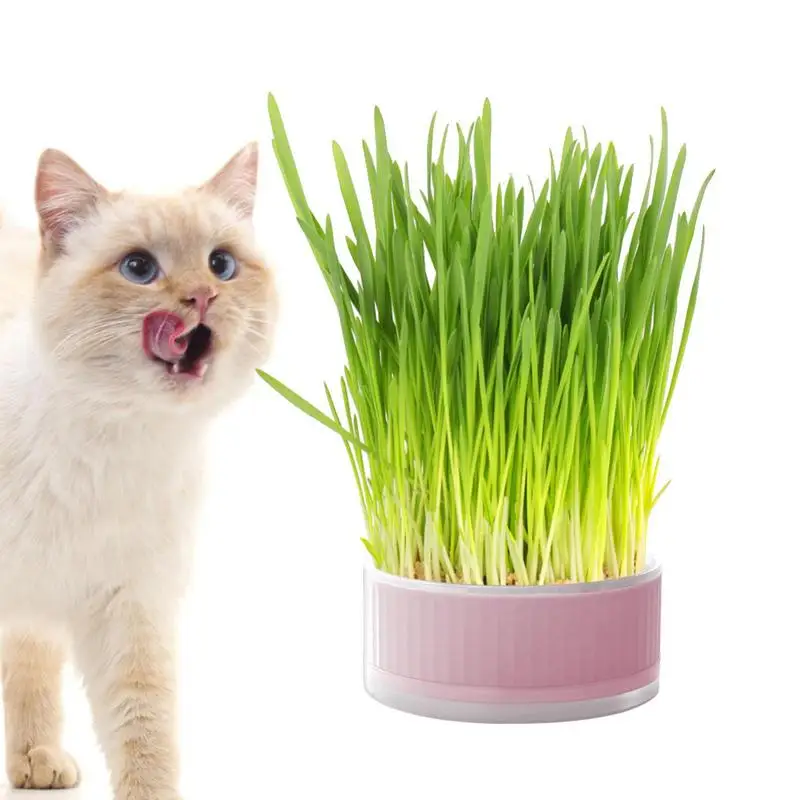 

Grass Box For Cats Hydroponic Cat Grass Grower Catnip Planter Detachable Planting Box Soil Free Grass Box For Pets Aid Digestion