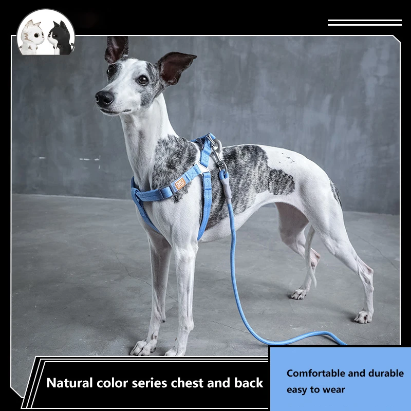 Can Greyhounds Wear Harness
