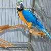 Natural Parrot Perch Bird Stand Tree Stick Paw Grinding Fork Parakeet Climbing Bird Standing Branches Toys Birdcage Accessories 4