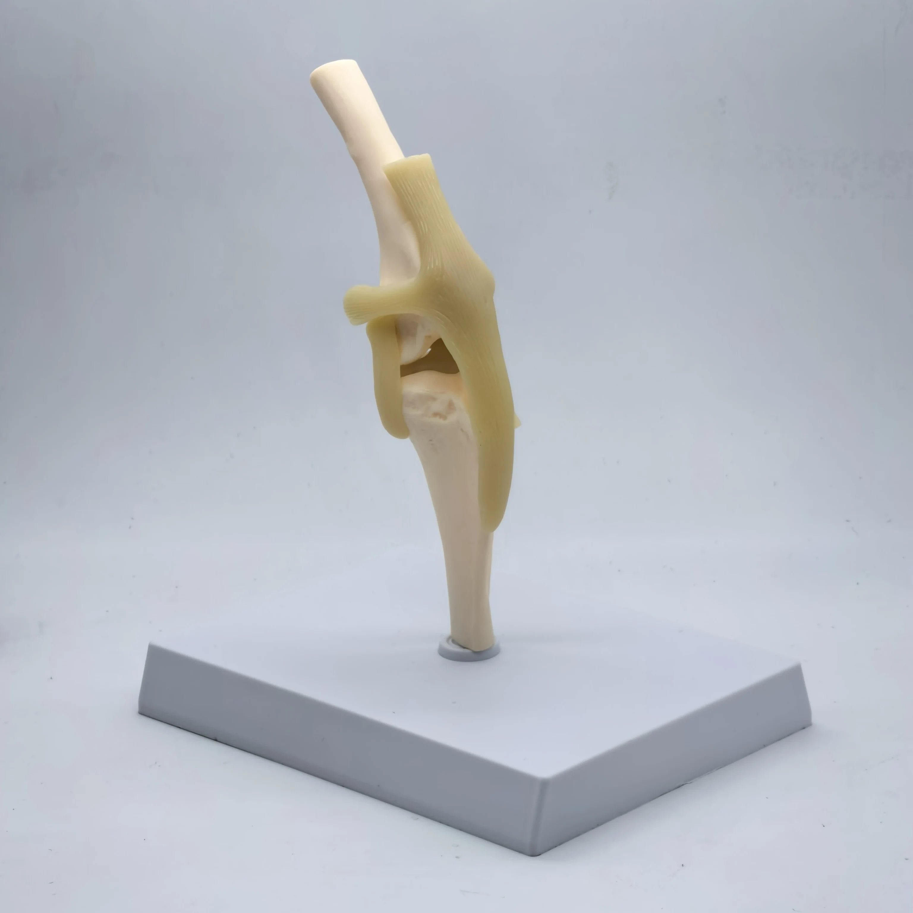 Canine Knee Joint Model 6