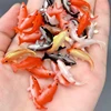 5pcs Dollhouse Miniature Model Fish Carp Simulation Animals For Kids Toys DIY Decorative Goldfish Figurines Home Decor 5