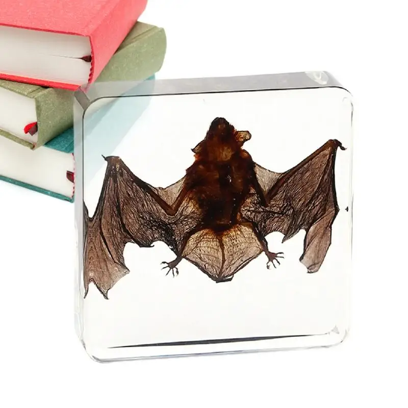 Taxidermy Bat Real Animal In Resin Bat Specimens For Science Classroom Education Great Gift For Fans Of Oddities Biology